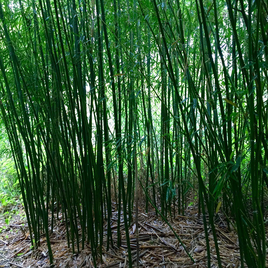 Phyllostachys