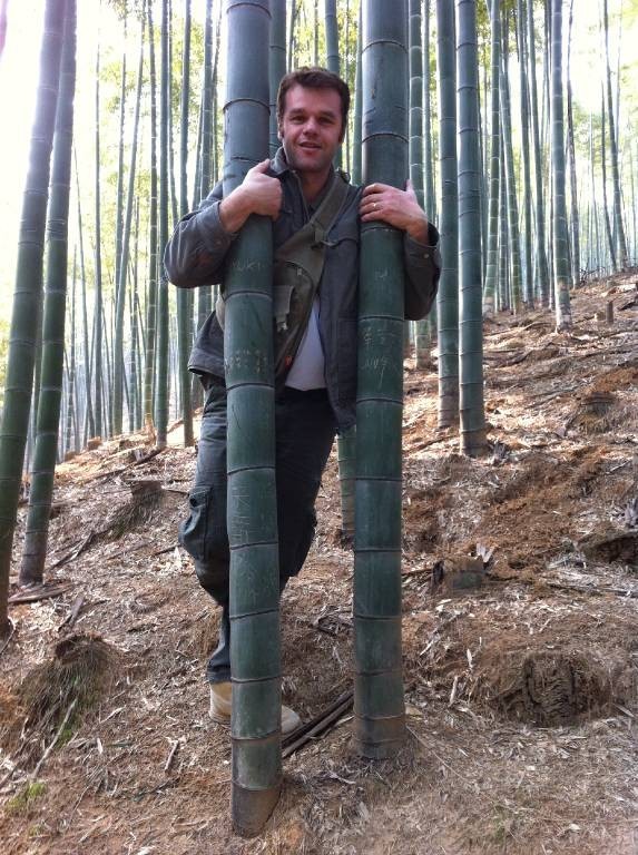Bambous géants (9m et +)