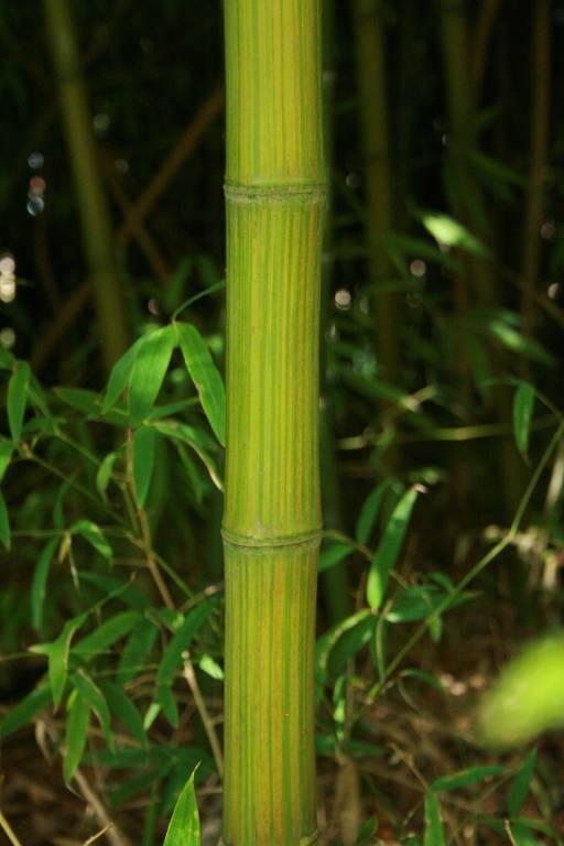 Bambou classé par taille