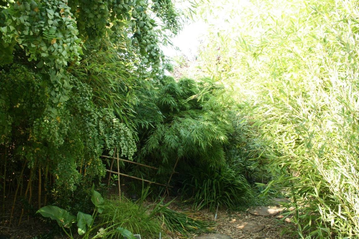 Bambous petits (1 à 3m)