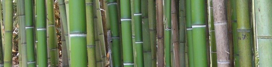 Bambous traçants