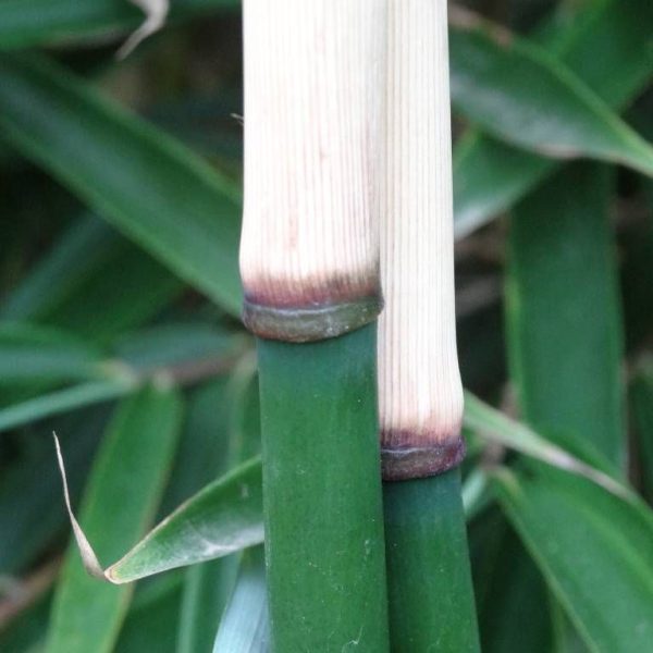Fargesia robusta 'campbell' C5 100/120cm