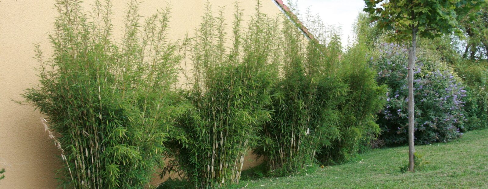 Planter une haie de bambous