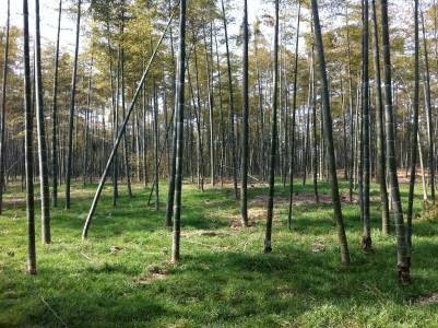 Créer une forêt de bambous