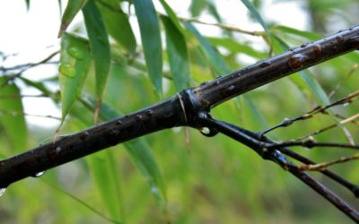 Phyllostachys nigra