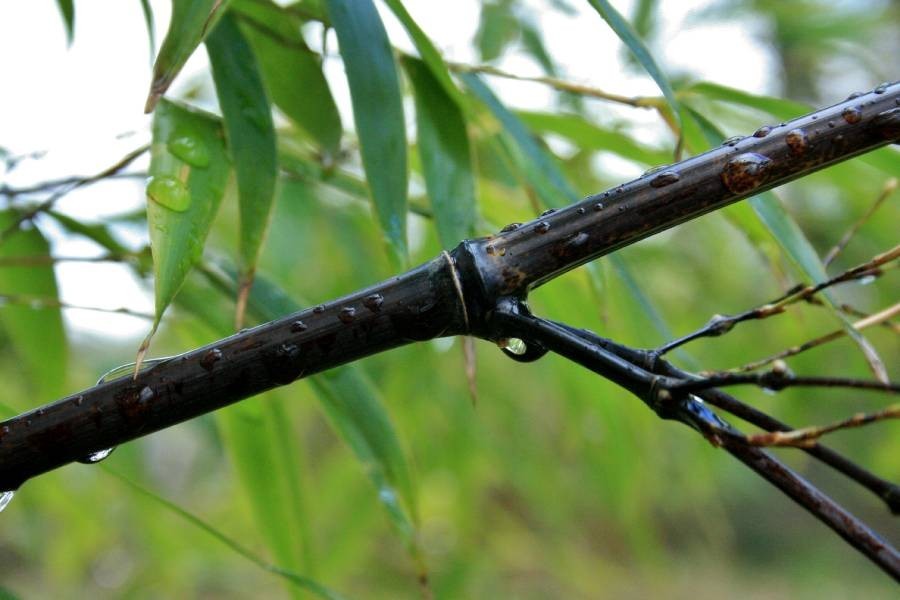 Phyllostachys nigra