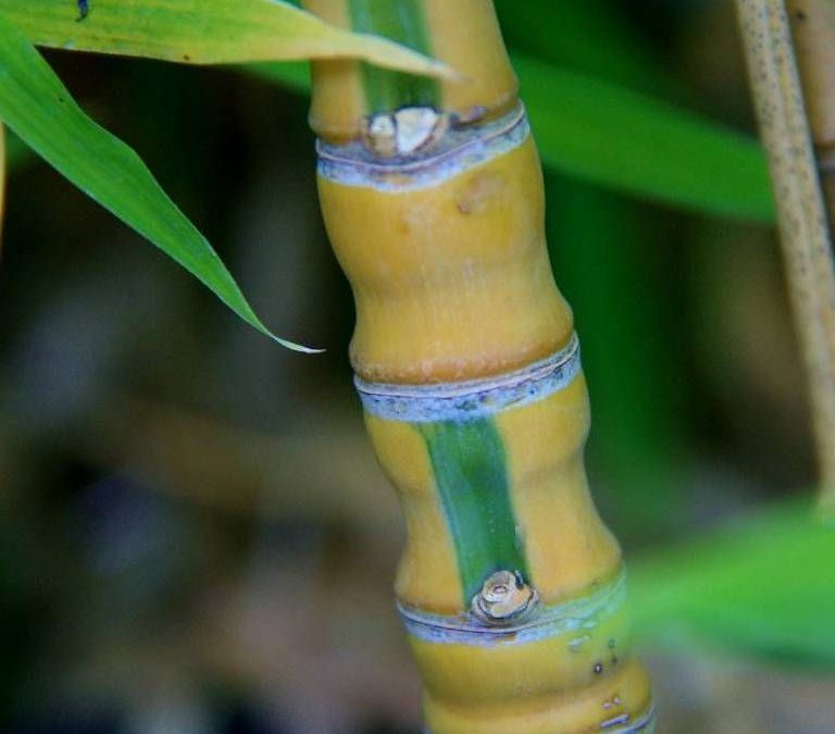 Phyllostachys aurea ‘Koi’