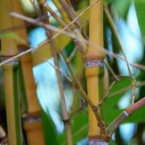 Phyllostachys aurea Koï C18 litres 120/150 cm