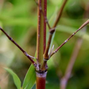 Phyllostachys aurea Koï C18 litres 120/150 cm