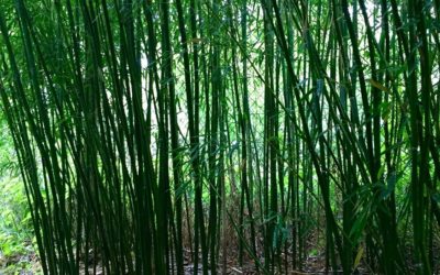 Phyllostachys humilis