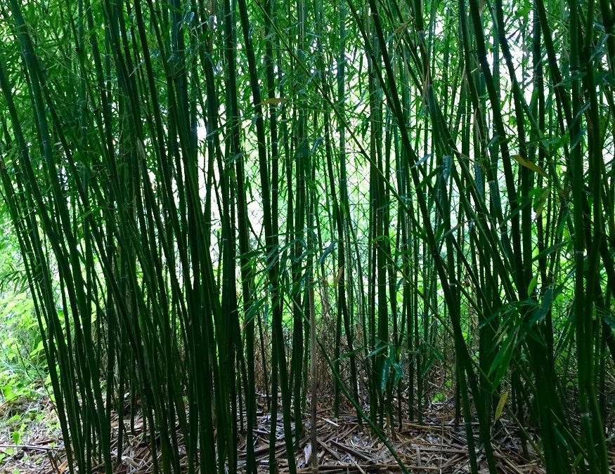 Phyllostachys humilis