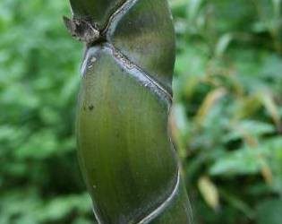 Phyllostachys edulis ‘Kikko’