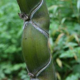 Phyllostachys edulis ‘Kikko’