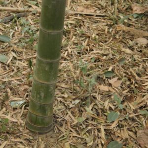 Phyllostachys edulis 50 graines