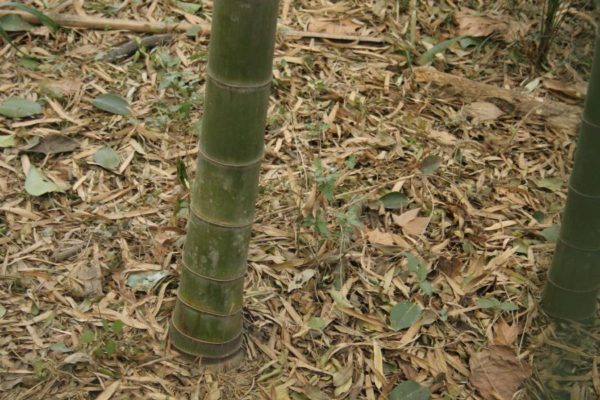 Phyllostachys edulis 50 graines