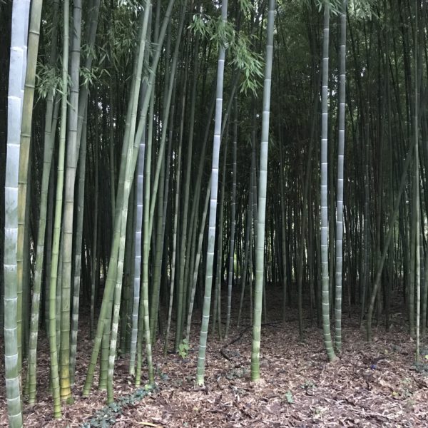 Phyllostachys edulis 50 graines