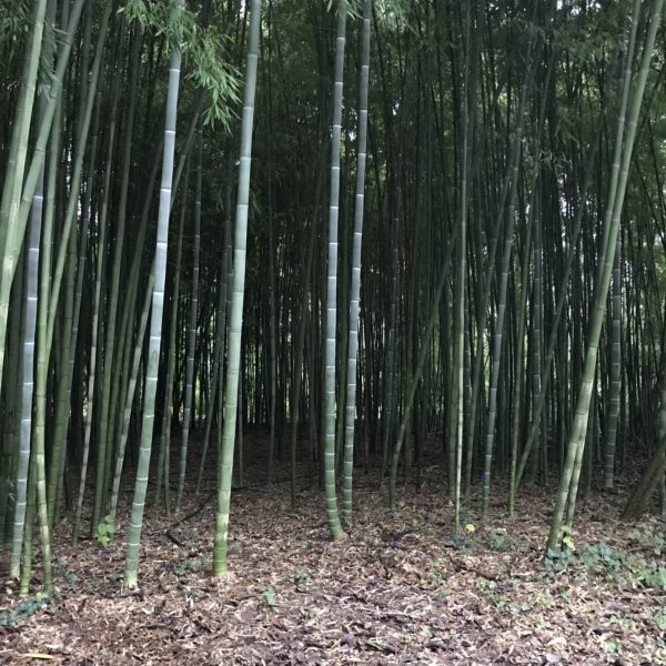 Phyllostachys edulis 50 graines