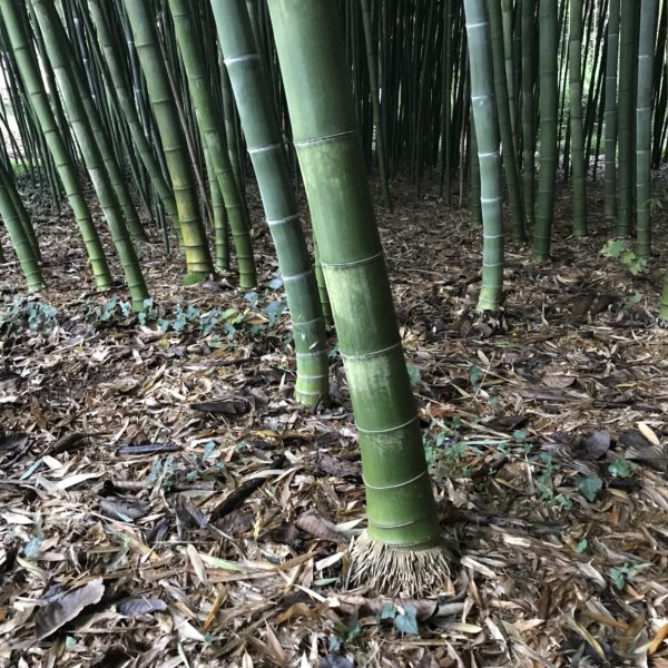 Phyllostachys edulis 50 graines