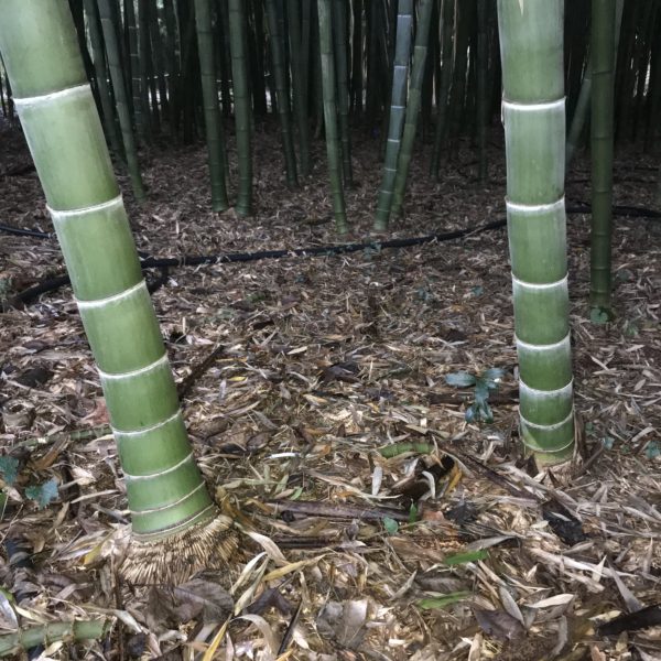 Phyllostachys edulis 50 graines