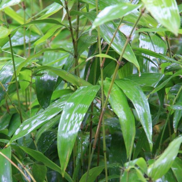 Phyllostachys edulis 'anjiensis' 50 graines