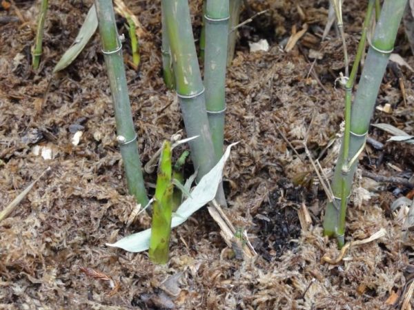 Phyllostachys edulis 'anjiensis' 50 graines