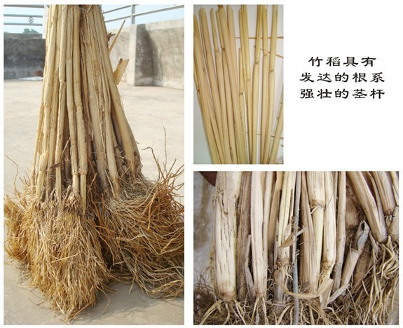 Bambou X riz 1 sachet 50 graines