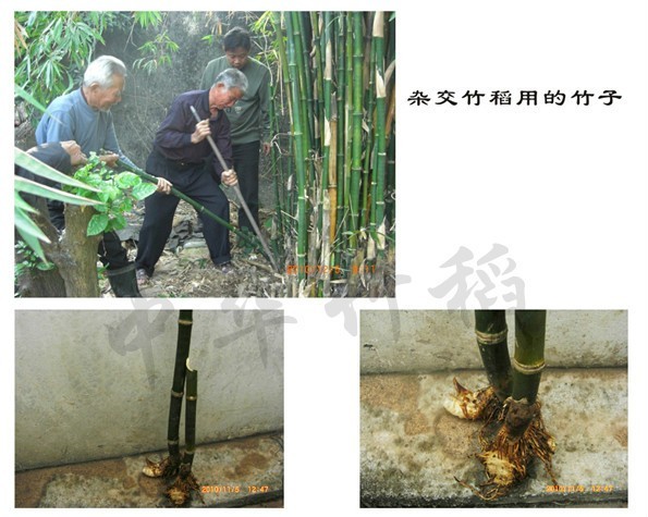 Bambou X riz 1 sachet 50 graines