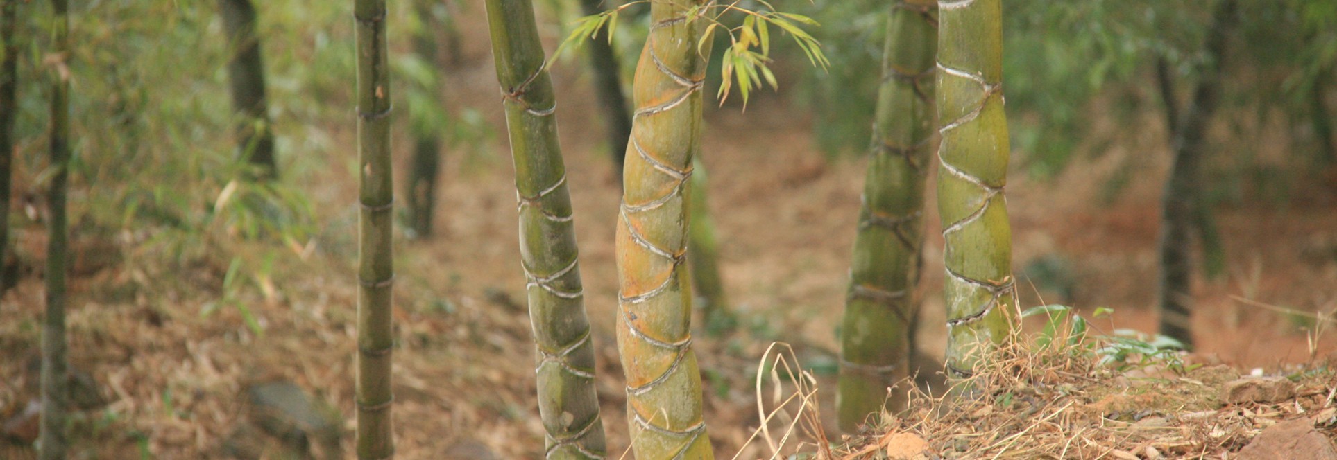 Bambous d'ornement