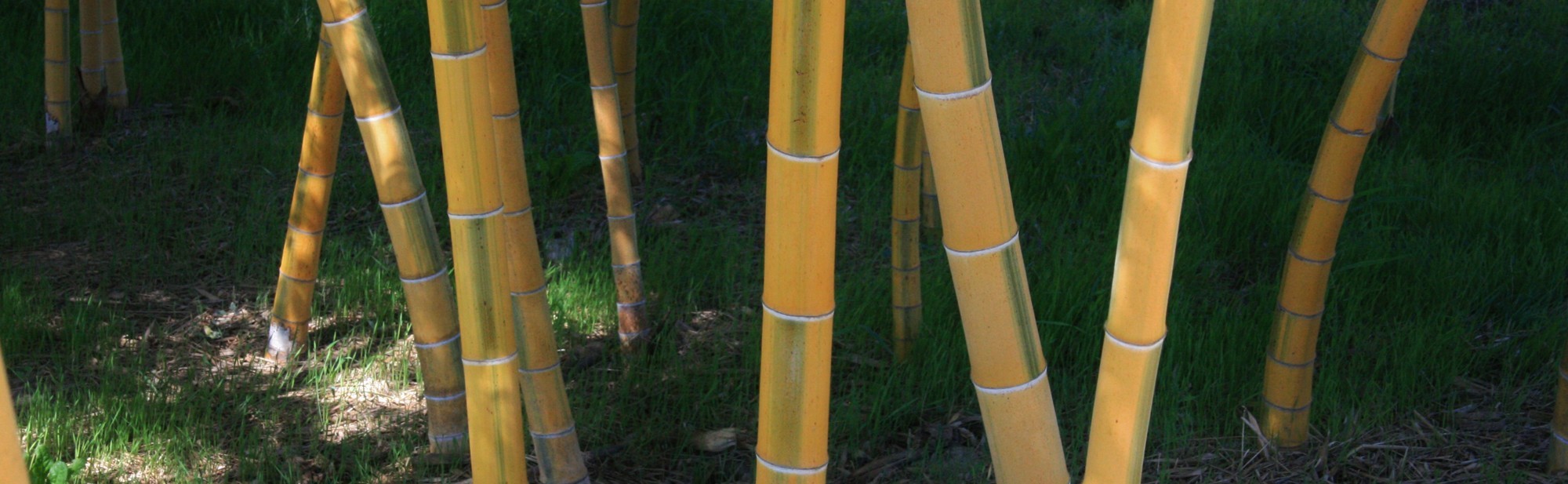 Bambous chaumes colorés