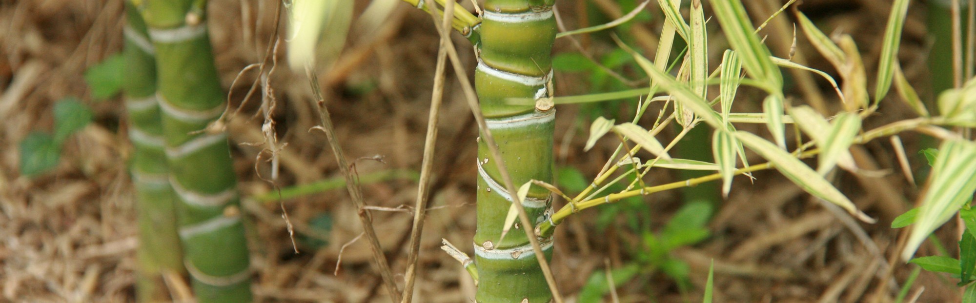 Bambous chaumes originaux