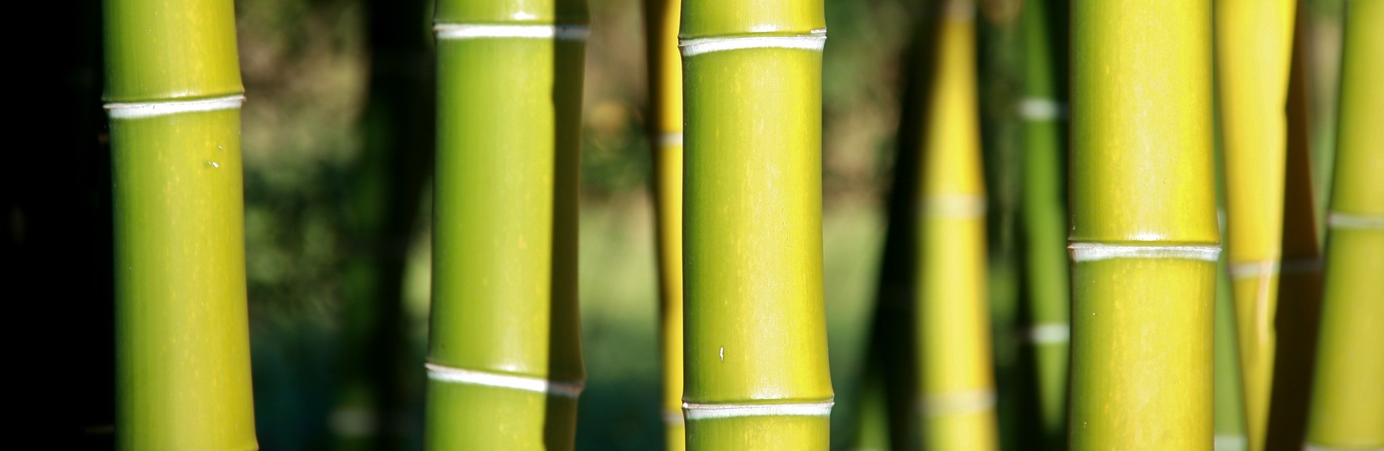 Bambous chaumes vert