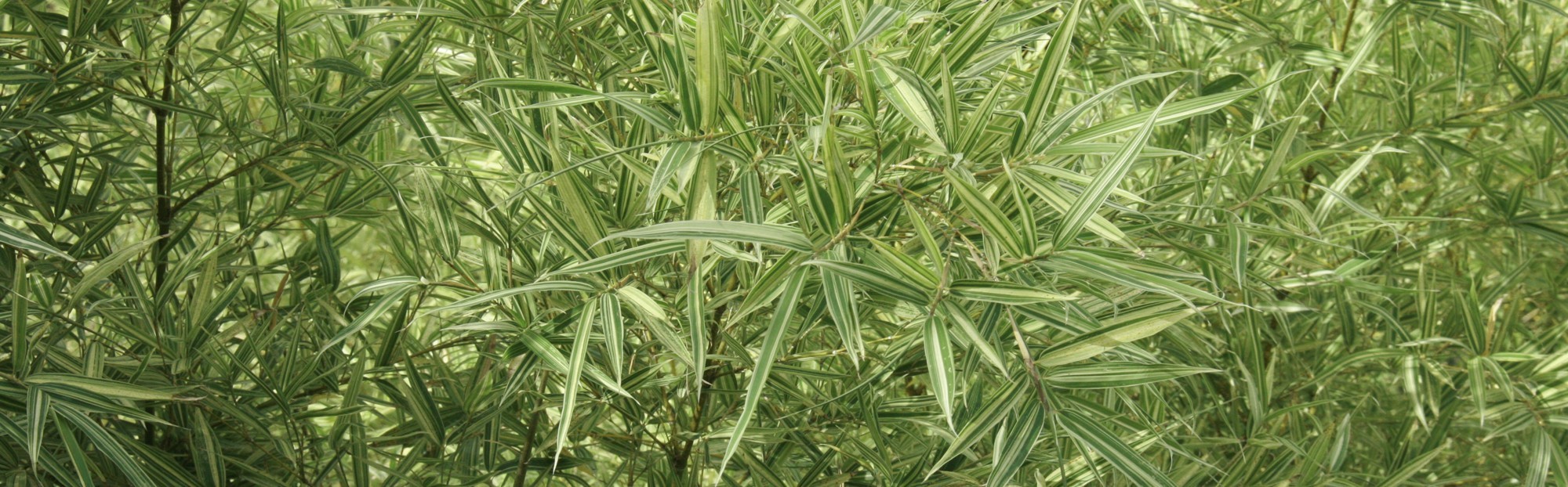 Bambous feuilles panachées