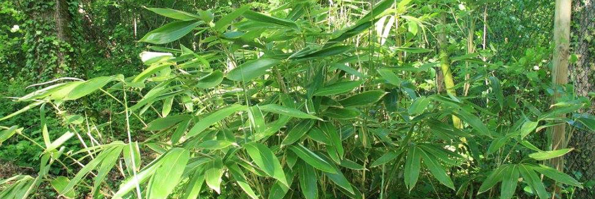 Bambous grandes feuilles