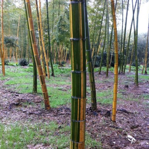 Phyllostachys edulis 'tao kiang' / 'nabeshimana' C7,5 120/150cm