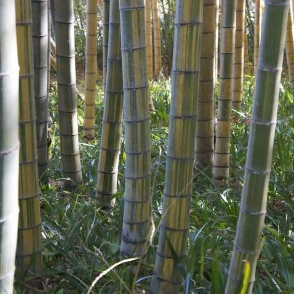 Phyllostachys edulis 'tao kiang' / 'nabeshimana' C7,5 120/150cm