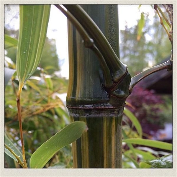 Phyllostachys edulis 'tao kiang' / 'nabeshimana' C50 150/200cm