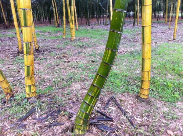 Phyllostachys edulis 'tao kiang' / 'nabeshimana' C50 150/200cm