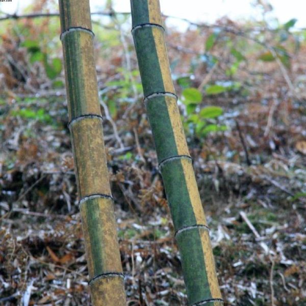 Phyllostachys edulis 'tao kiang' / 'nabeshimana' C50 150/200cm