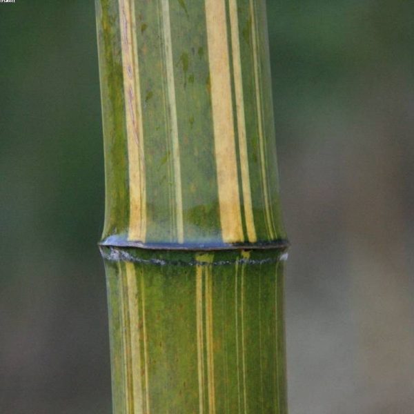 Phyllostachys edulis 'tao kiang' / 'nabeshimana' C50 150/200cm