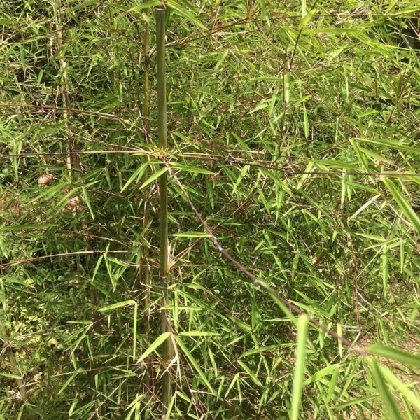 Yushania ferax ssp. angustissima C2,5 60/90cm