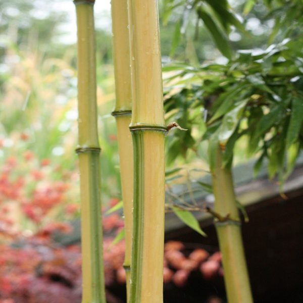 Phyllostachys iridescens 'heterochroma' C25 120/150