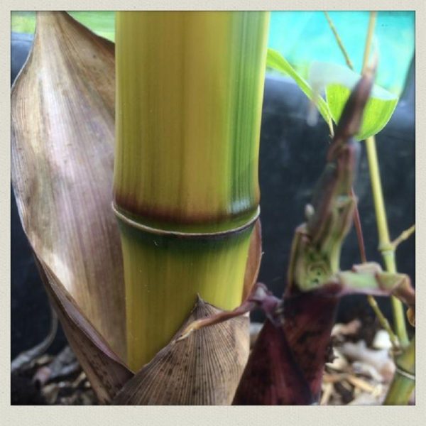 Phyllostachys iridescens 'heterochroma' C25 120/150