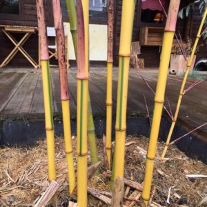 Phyllostachys iridescens 'heterochroma' C25 120/150