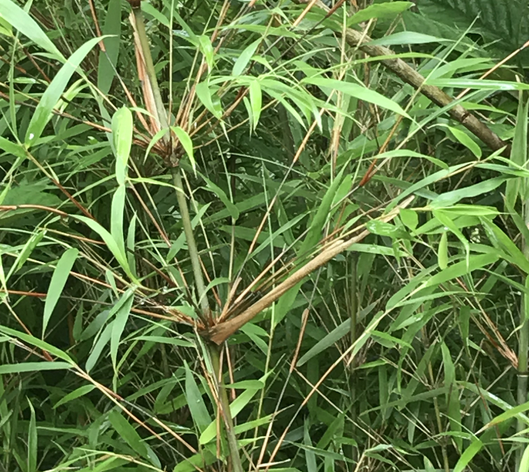 Bambou auvergne
