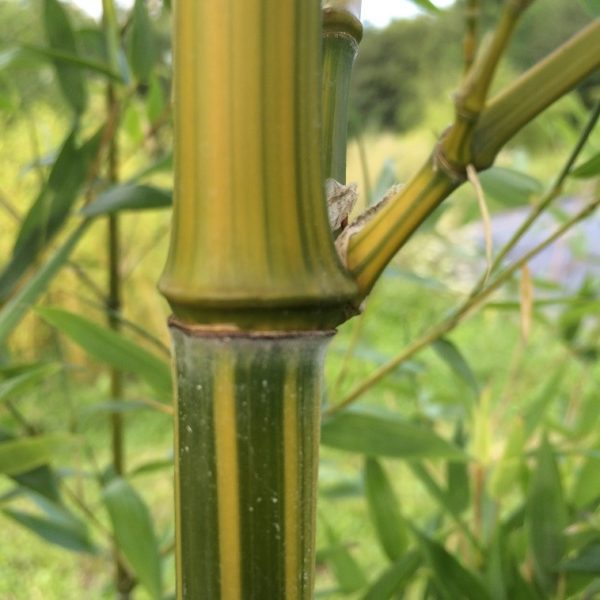 Phyllostachys aureosulcata 'argus' C5 40/60 cm