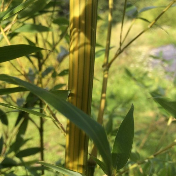 Phyllostachys aureosulcata 'argus' C5 40/60 cm