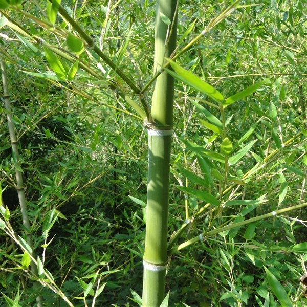 Phyllostachys parvifolia C15 120/150cm