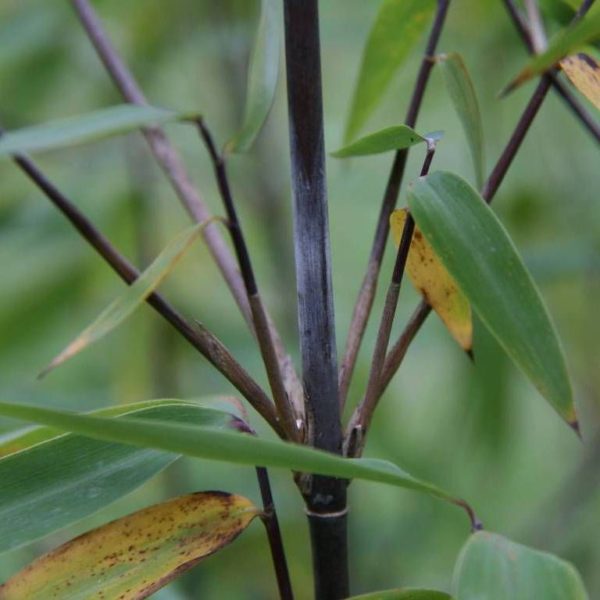 Fargesia demissa 'Gerry' C7,5l 110/130