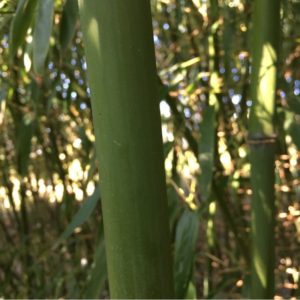 phyllostachys-atrovaginata-c5-120150cm