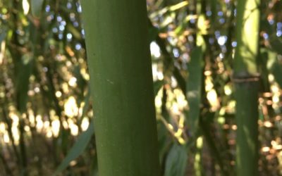 phyllostachys-atrovaginata-c5-120150cm